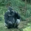 🦍