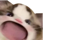 😝 gatto, meme, animale telegram sticker