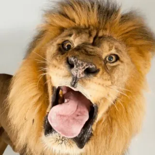 🦁 leão, animal, rugido, vida selvagem, mamífero, rei telegram sticker