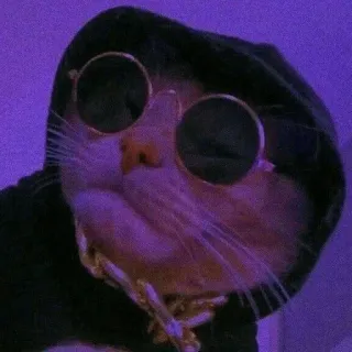 🐈 고양이, 선글라스, 후드티, 금목걸이, 동물, 멋진, 애완 동물 telegram sticker