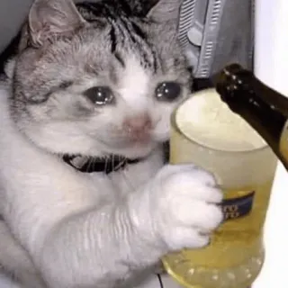 😀 кот, пьющий, пиво, грустный, животное, мем telegram sticker