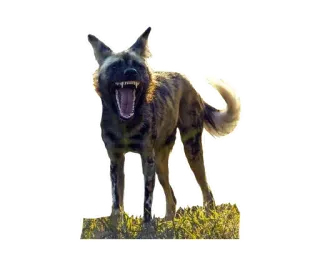 🤩 Likaon, Pies, Zwierzę, Dzikie zwierzęta, Natura, Drapieżnik telegram sticker