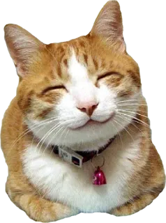 ☺️ cat, pet, animal, cute, mammal, domestic, feline telegram sticker