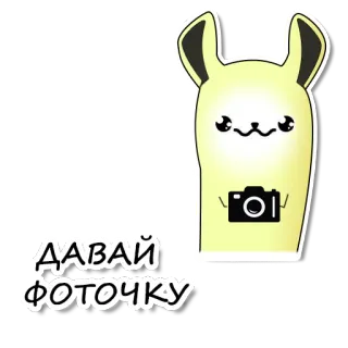 ☺️ ДАВАЙ ФОТОЧКУ kamera, kelinci, lucu, hewan, fotografi telegram sticker