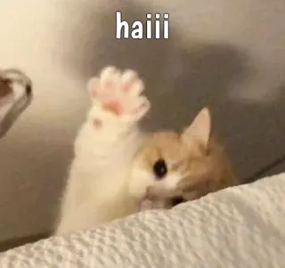 😸 haiii кот, хаййй, милый, животное, дружелюбный, привет, питомец whatsapp sticker