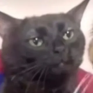 😐 猫, 動物, ペット, 黒猫, 家畜 telegram sticker