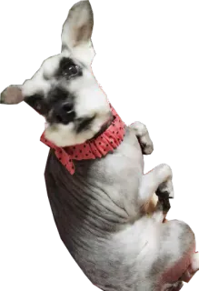 🐶 pies, zwierzę domowe, zwierzę, obroża, słodki, zwierzę domowe telegram sticker