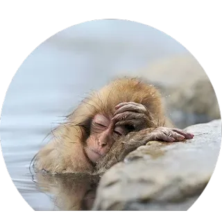 Drunken Animals telegram stickers