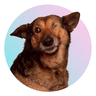 Подбери стикер здесь > @adoptapackbot telegram stickers