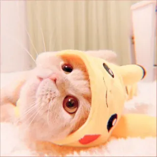 🍋 Pikachu Pokemon kucing, pokemon, pikachu, hewan, lucu, hewan peliharaan telegram sticker