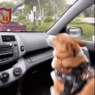 ๐ dog, car, driving, pet, animal, travel, window, safety telegram sticker