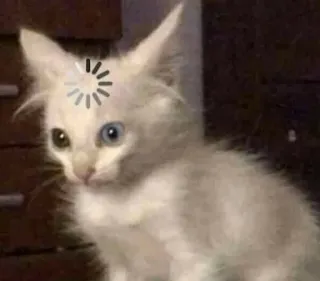 Cute Cats ❤️ | Join @MoiStickers 🔥 whatsapp stickers