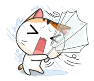 ☔ chat, parapluie, vent, pluie, mignon, météo, tempête whatsapp sticker