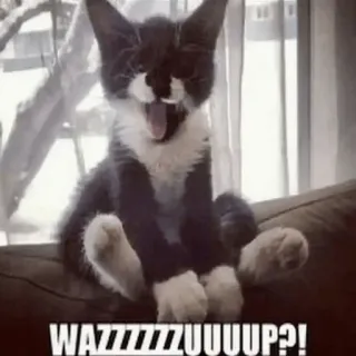 😜 WAZZZZZZZUUUUP?! cat, kitten, yawning, wazzup, funny, cute, meme, pet telegram sticker