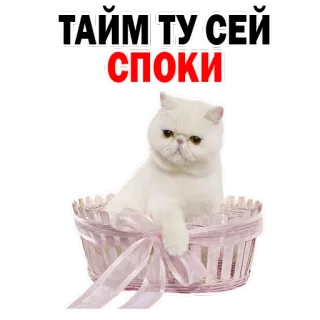 😋 ТАЙМ ТУ СЕЙ СПОКИ gato, cesta, assustador, meme, engraçado whatsapp sticker