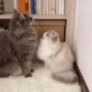 😍 mèo, thú cưng, mềm mại, động vật telegram sticker