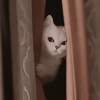 😝 chat, animal, animal de compagnie, chaton, mignon, chat blanc whatsapp sticker