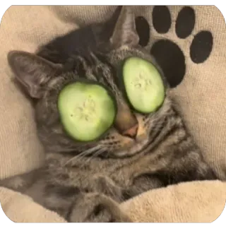 🫥 kot, ogórek, oczy, relaks, spa, słodki, zwierzę telegram sticker