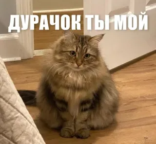 🙂 ДУРАЧОК ТЫ МОЙ cat, russian, funny, cute, animal, pet telegram sticker