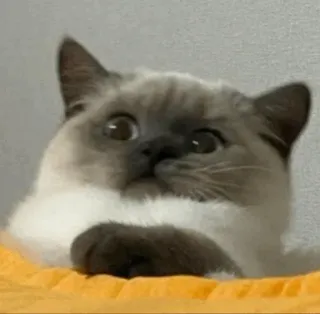 🕯 cat, pet, animal, cute, siamese cat, kitten whatsapp sticker