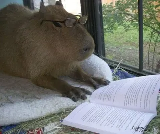 🧐 capivara, leitura, óculos, animal, roedor, livro whatsapp sticker