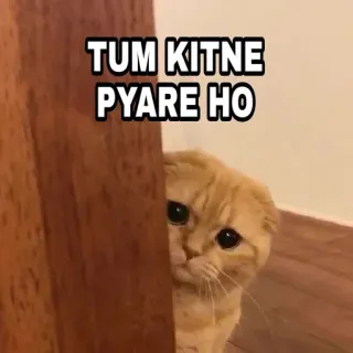 🍁 TUM KITNE PYARE HO Katze, süß, Kätzchen, entzückend, Haustier, Kitten, indisch, Hindi, Meme telegram sticker