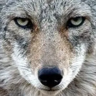 😤 coyote, animal, wildlife, wolf, nature, mammal, predator telegram sticker