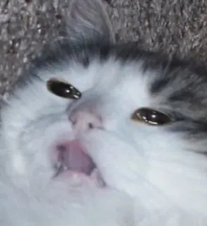 😢 кот, животное, мем, смешной, питомец, котенок telegram sticker