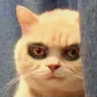 🤨 Katze, Tier, Meme, lustig, Haustier, Katzenartig, süß whatsapp sticker