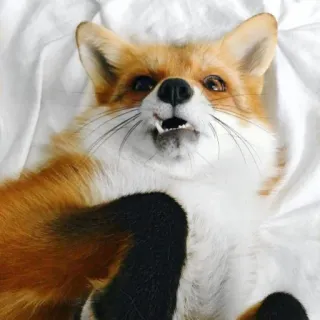 🦊 fox whatsapp sticker