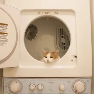 🌟 gatto, animale domestico, animale, asciugatrice, animale domestico, mammifero, gatto domestico telegram sticker