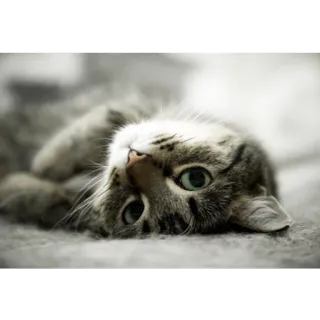 😞 gato, mascota, animal, lindo, felino telegram sticker