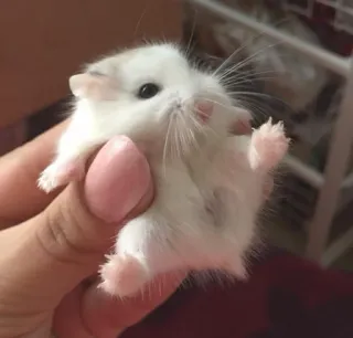 😍 hamster, cute, animal, rodent, white, small telegram sticker