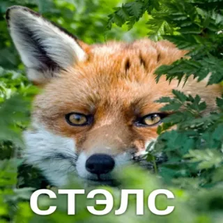 👻 СТЭЛС raposa, animal, vida selvagem, natureza, furtividade telegram sticker