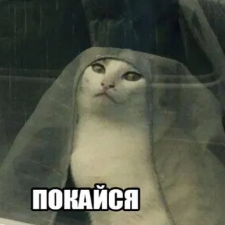 😏 ПОКАЙСЯ kucing, lucu, meme, binatang telegram sticker