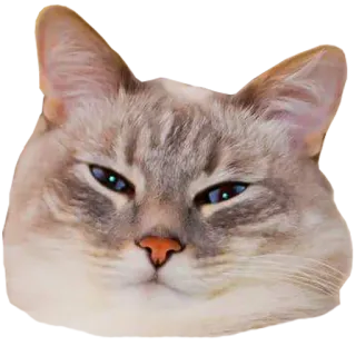 😌 cat, animal, pet, feline, cute, domestic cat telegram sticker