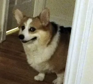 😅 dog, corgi, pet, animal, cute, domestic telegram sticker