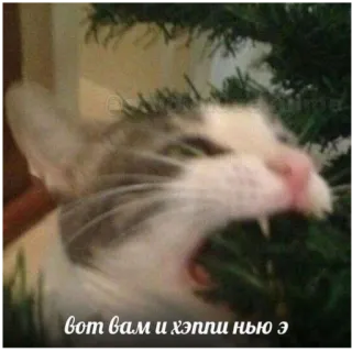 😶 вот вам и хэппи нью э cat, christmas, tree, angry, new year telegram sticker