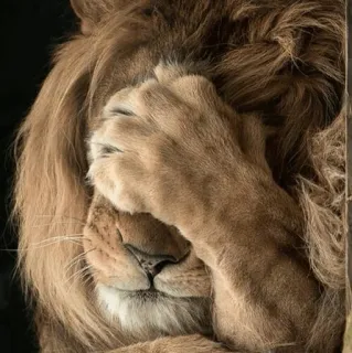 🤦‍♀ лев, животное, дикая природа, млекопитающее, грустный, рукалицо telegram sticker