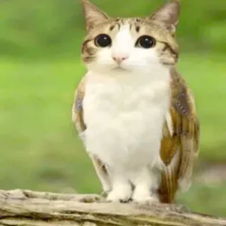 😎 cat, owl, hybrid, animal, creature, funny, cute, bird, mammal whatsapp sticker