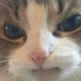 😾 猫, ミーム, 面白い, 動物, ペット, 飼い猫, ネコ科 telegram sticker