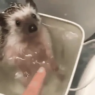 CUTE HEDGEHOG :: @fStikBot telegram stickers