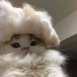 🐑 猫, かわいい, ふわふわ, 動物, ペット, 子猫 telegram sticker