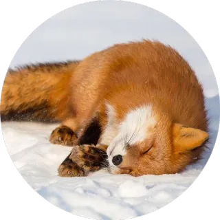 Lisenok whatsapp stickers
