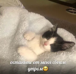 🤍 останьте от меня своим утром gato, gatinho, dormindo, fofo, animal telegram sticker