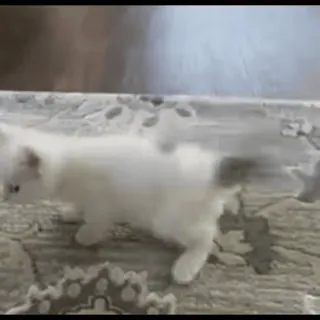 🕺 gato, gatito, gato blanco, gato doméstico, animal, mascota whatsapp sticker