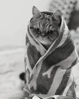 🖇 cat, towel, cute, animal, pet, domestic, kitten, striped telegram sticker