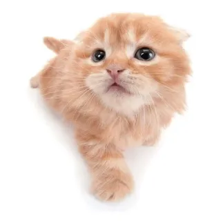 😲 고양이, 새끼 고양이, 귀여운, 애완 동물, 동물, 주황색, 집고양이 telegram sticker