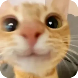 🐱 gatto, animale domestico, animale, gatto arancione telegram sticker