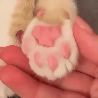 🐾 Katzenpfote, Tier, süß, Haustier whatsapp sticker